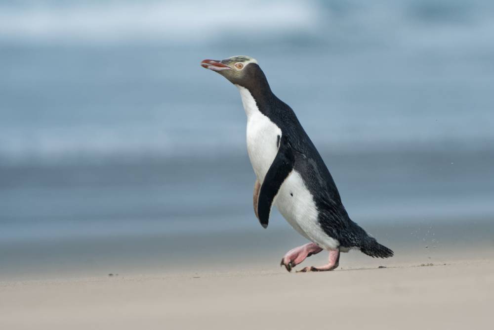 Yellow-eyed penguin walking on beach