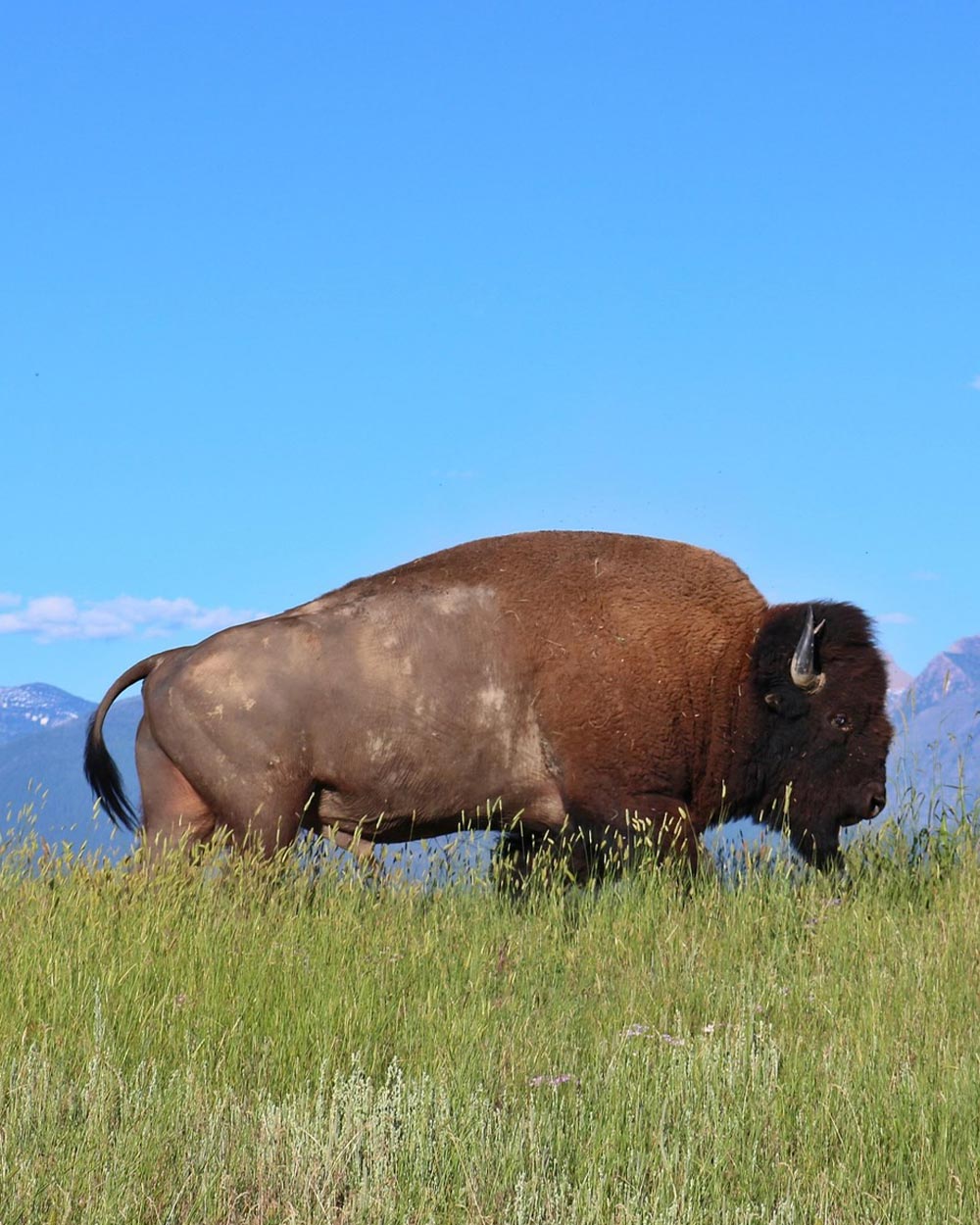 Bison were hunted to near extinction in the late 19th and early 20th centuries.