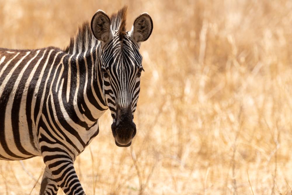 Zebra walks toward camera and looks at it