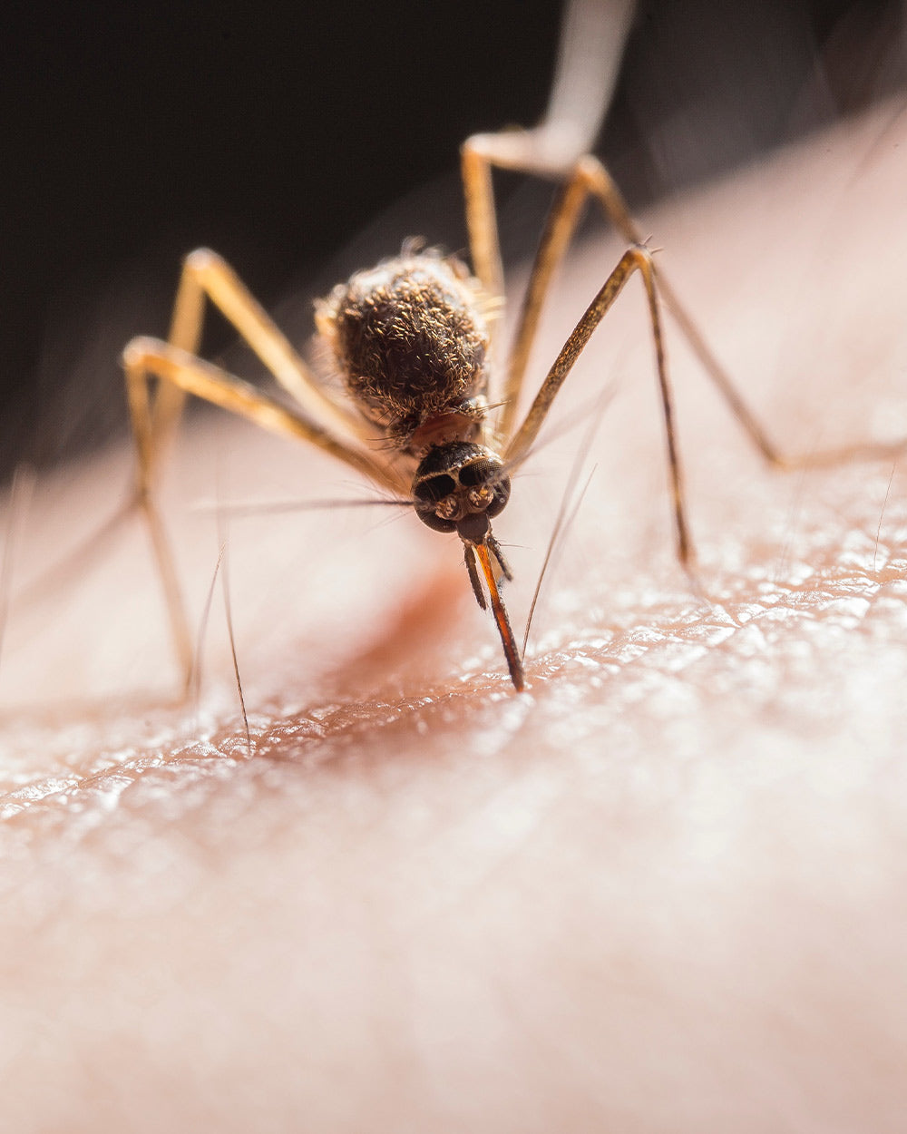 Mosquitoes, ticks, fleas, and mites can act as vectors for zoonotic diseases.