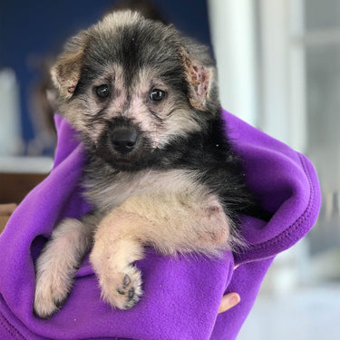 Cute Puppy In Blanket