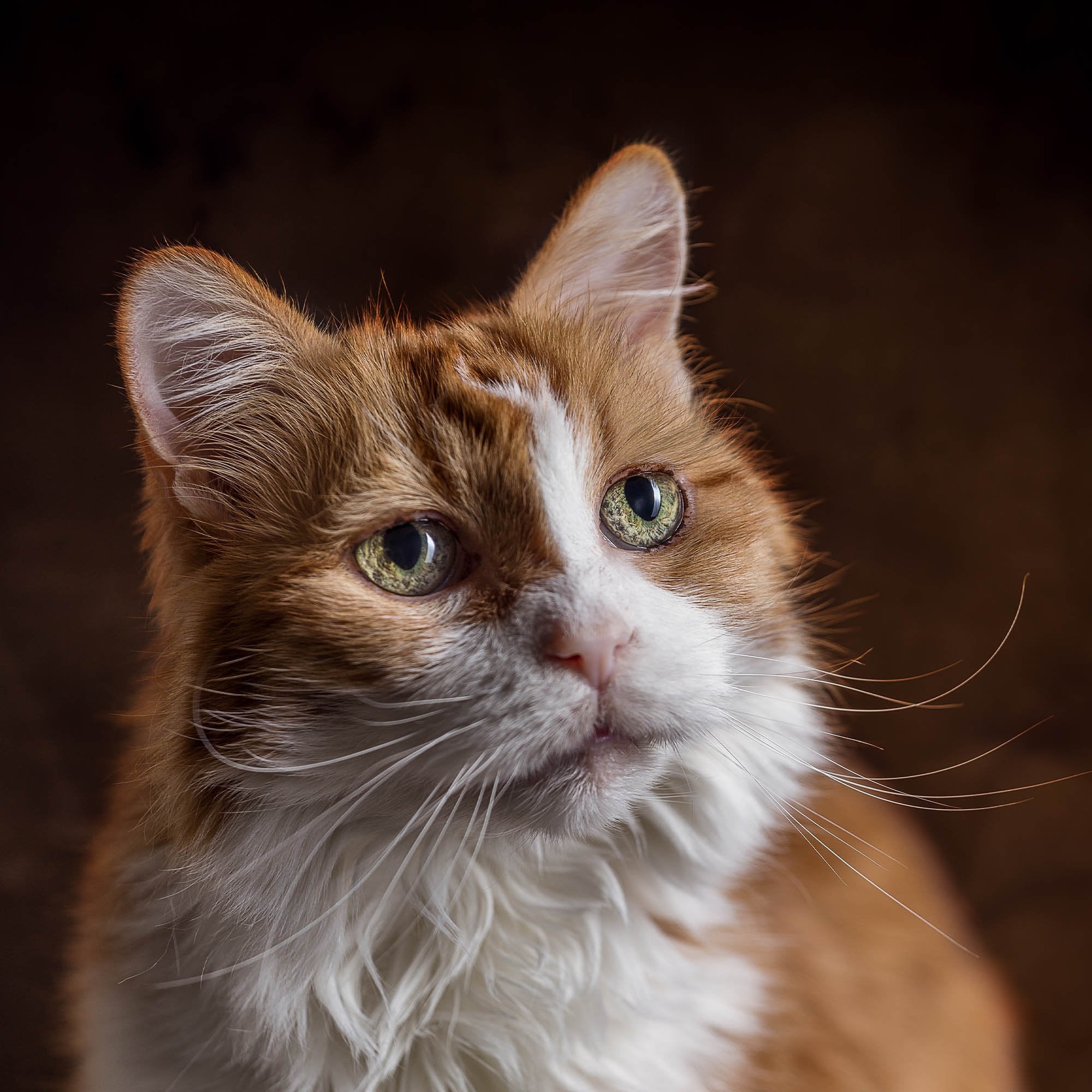 Send Support Packages to Senior Cats | The Animal Rescue Site