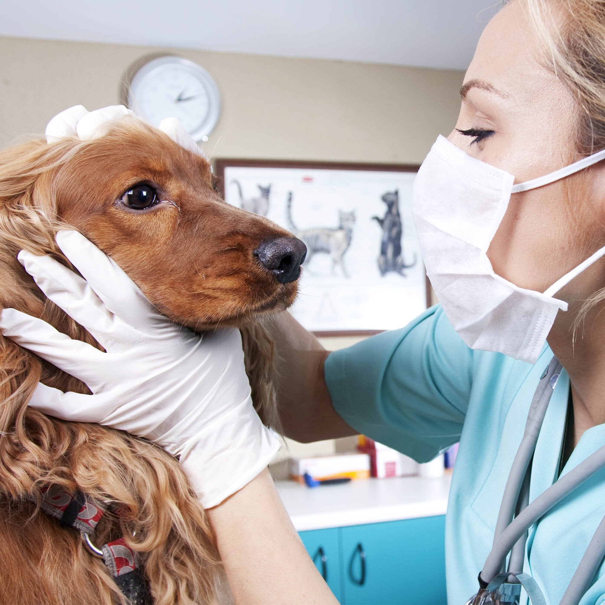 Animal rescue worker with cute dog