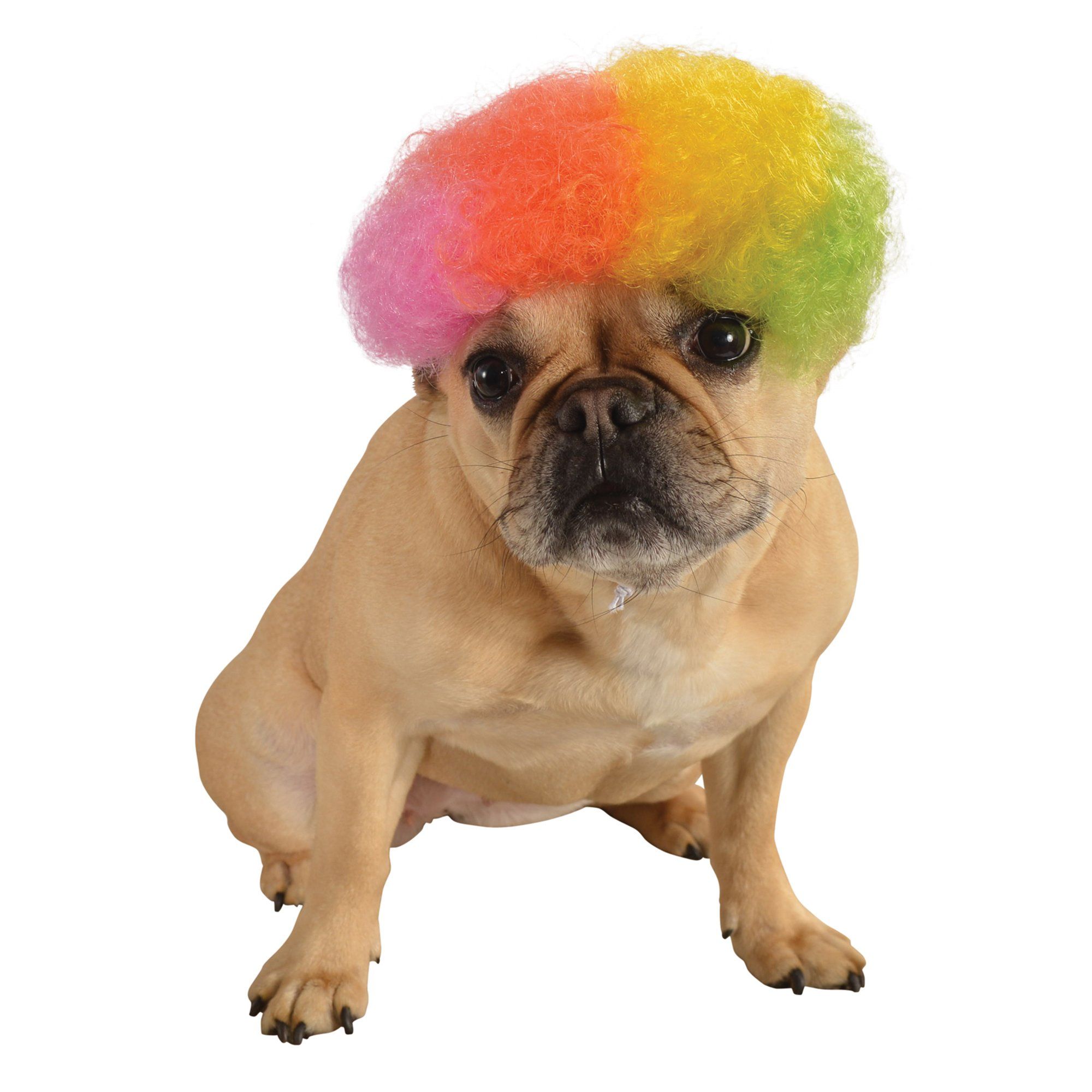 Rainbow Afro Pet Wig - M/L