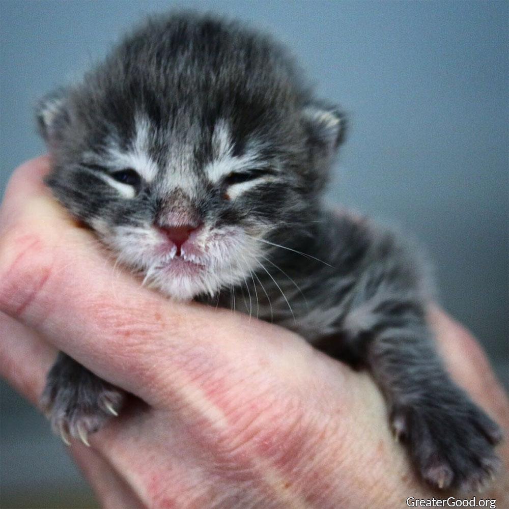 orphaned kittens