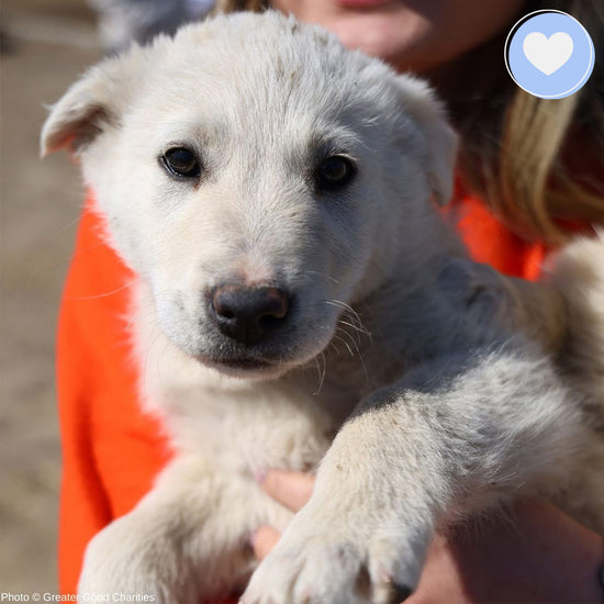 Royal Oak Animal Shelter