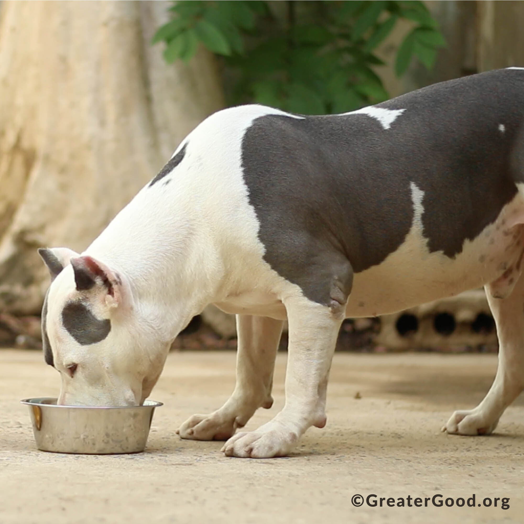 It's National Feed a Rescue Pet Week!