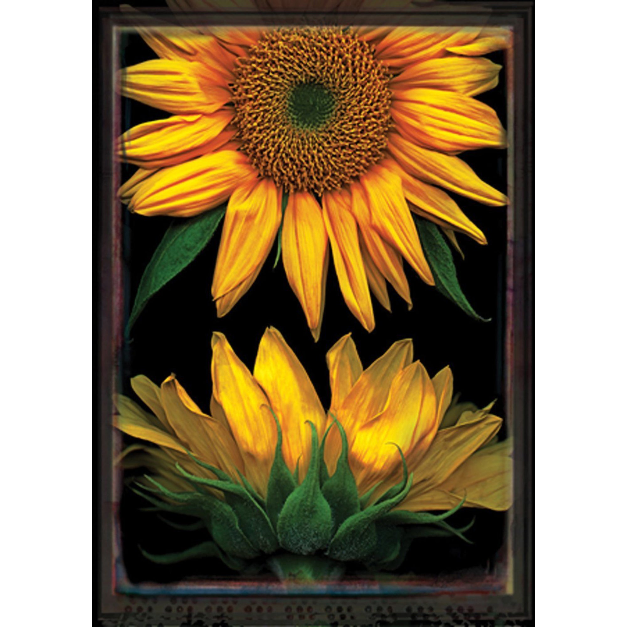 Toland Sunflowers On Black Garden Flag