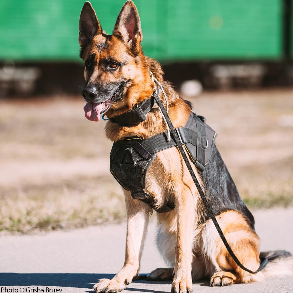 Retired military dog