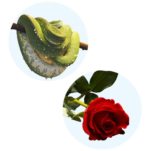 snake and rose