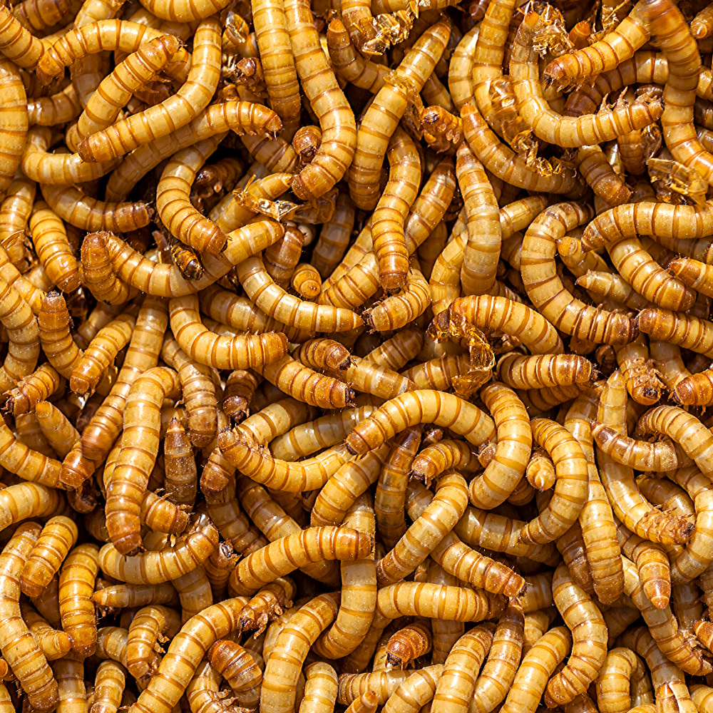 download hornworm food