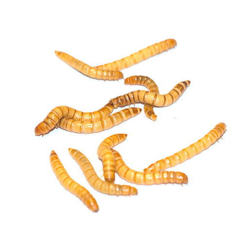 download mealworms