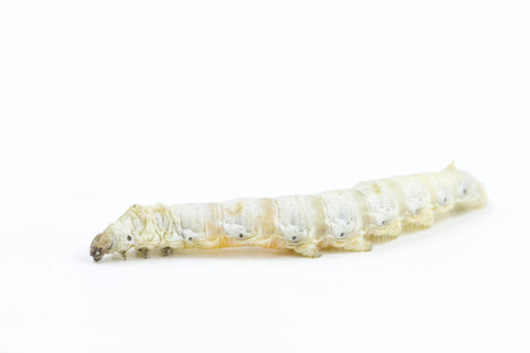 download horn worms for sale