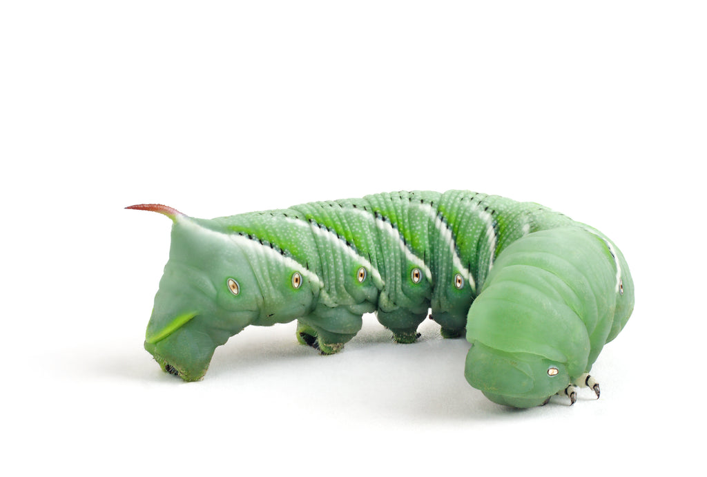 download green hornworm