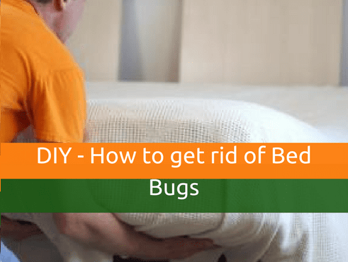 DIY - How to get rid of Bed Bugs