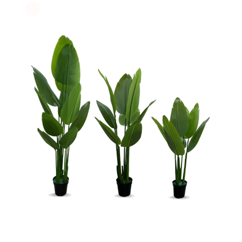 https://hogfurniture.com.ng/products/traveler-banana-plant