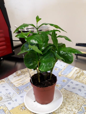 Indoor Coffee Plant