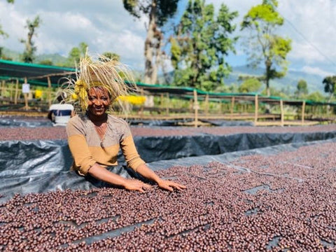 Ethiopian woman sorting coffee beans for the drying process