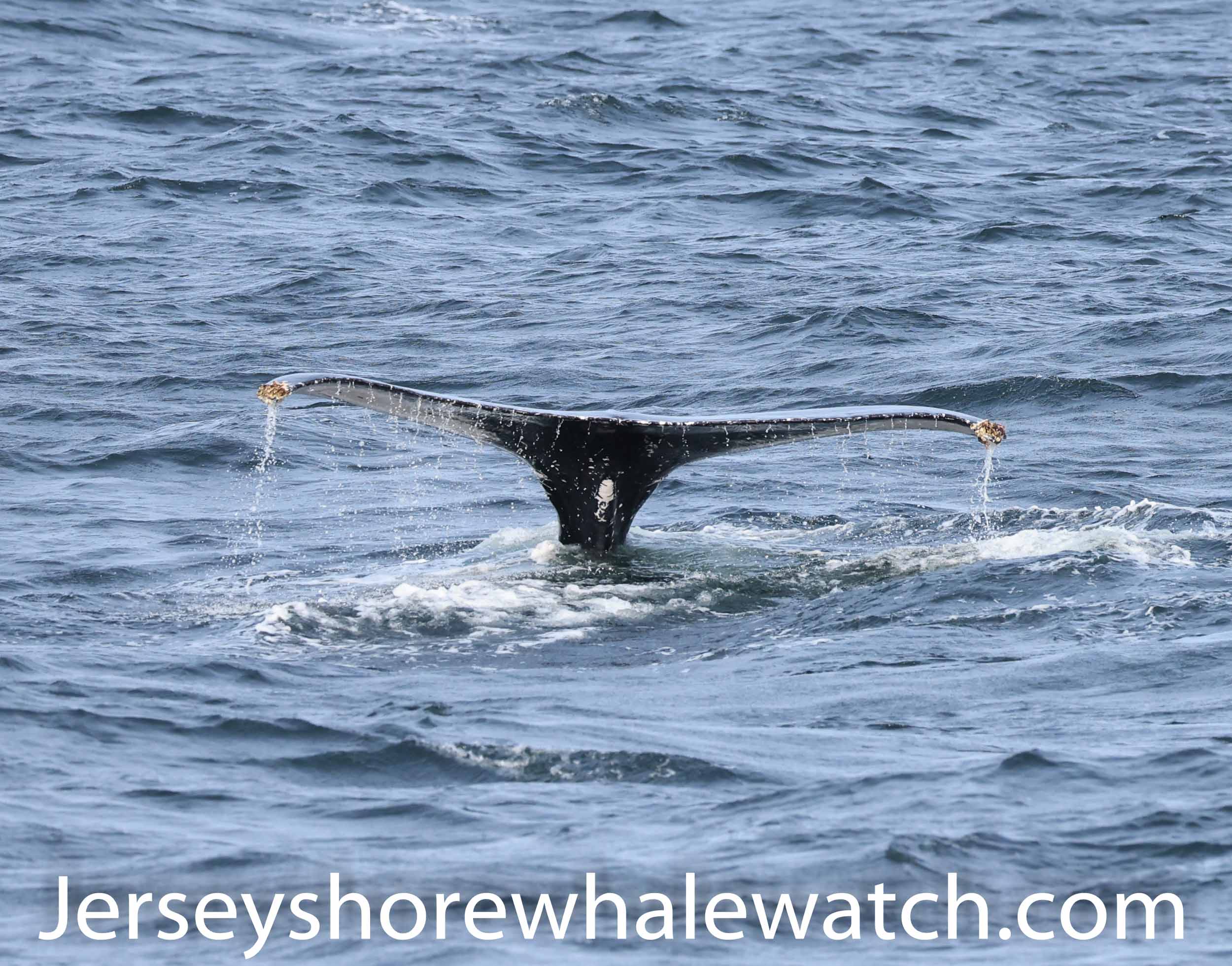 Whale tail New Jersey 