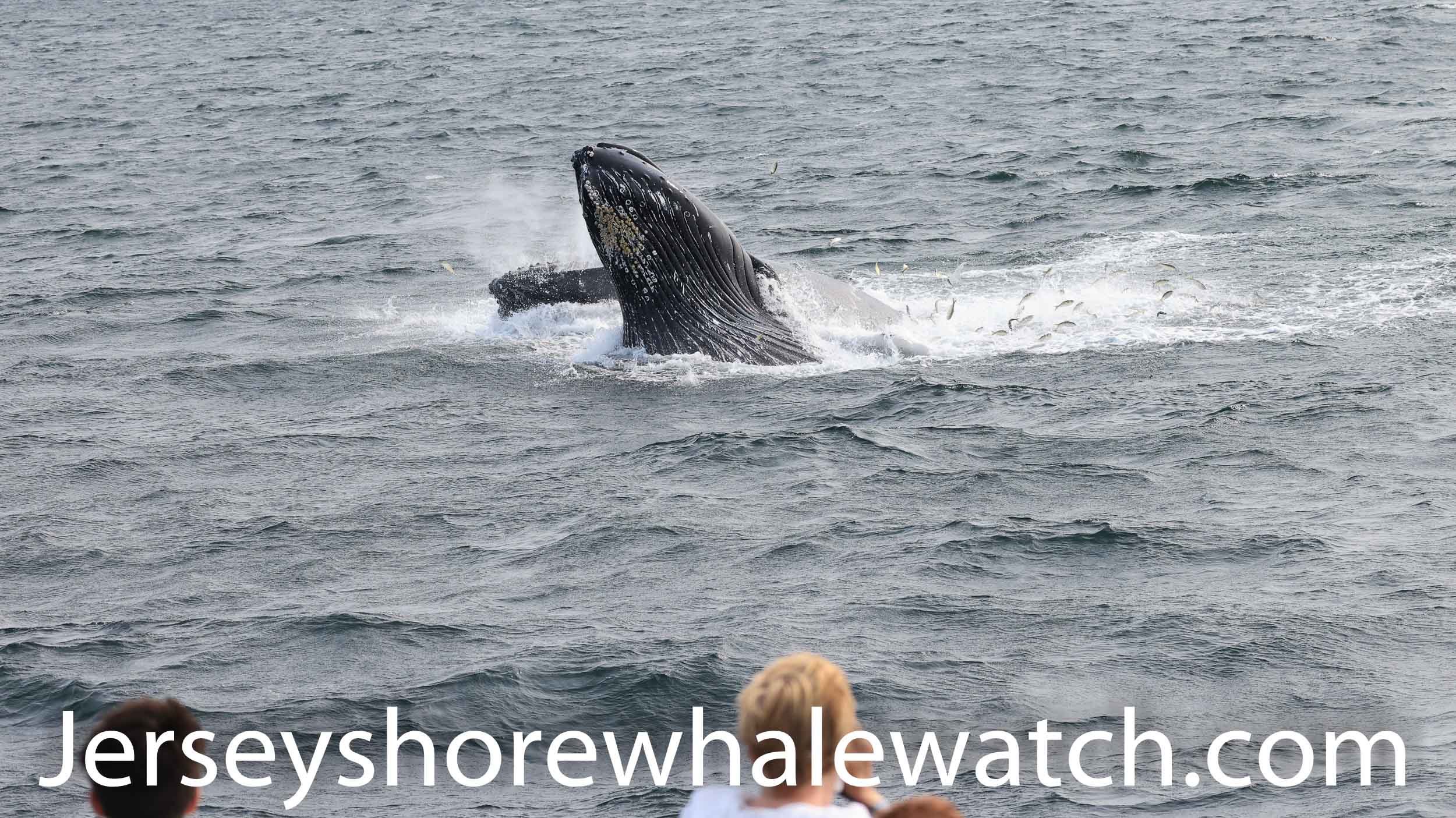 2 whales off the coastline of Asbury Park nj 