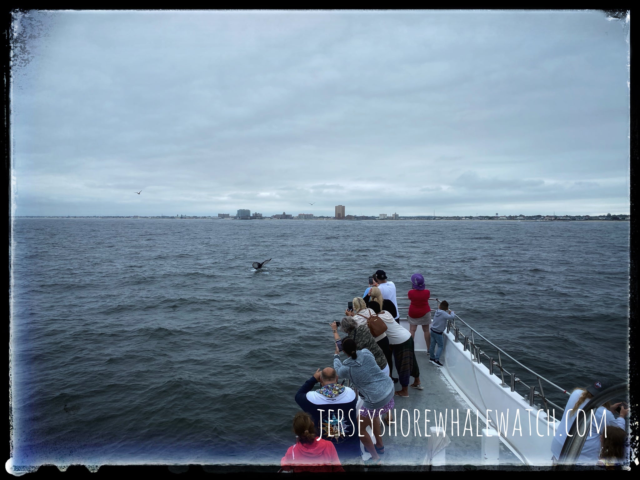 Jersey shore whale watch trip photos 