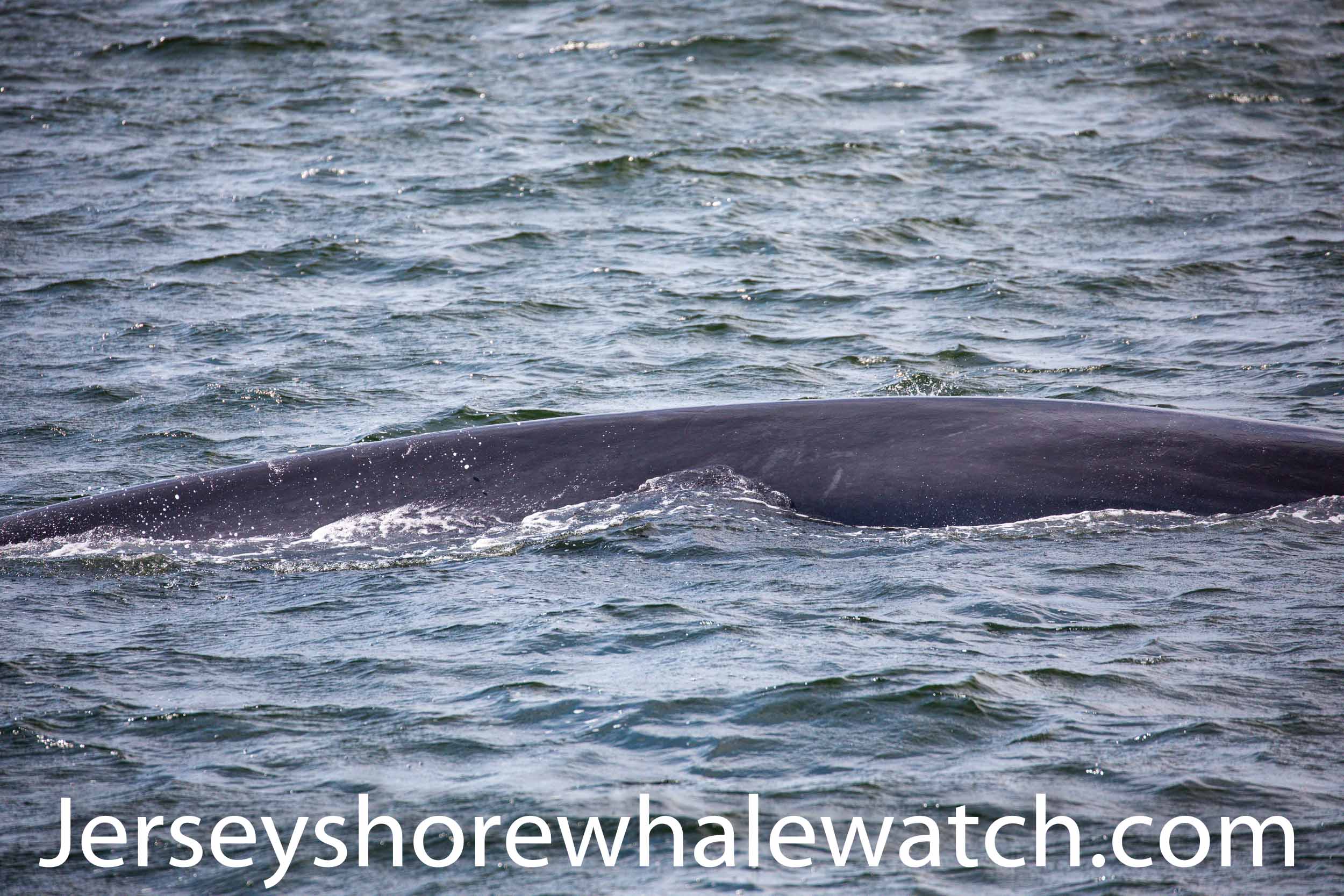 Finback whale