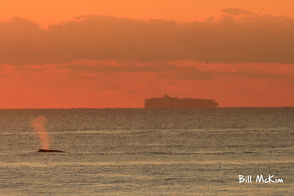 Humpback whale at sunrise New Jersey beach November 2019 bill McKim 