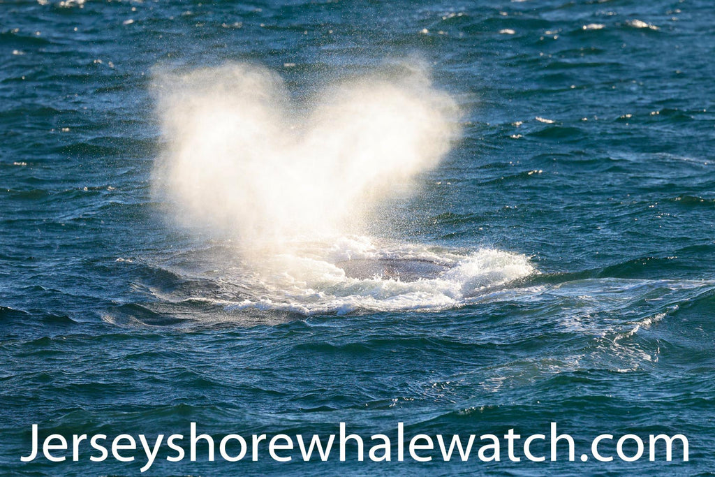 North Atlantic Right Whale, Jersey Shore Whale Watch 2020