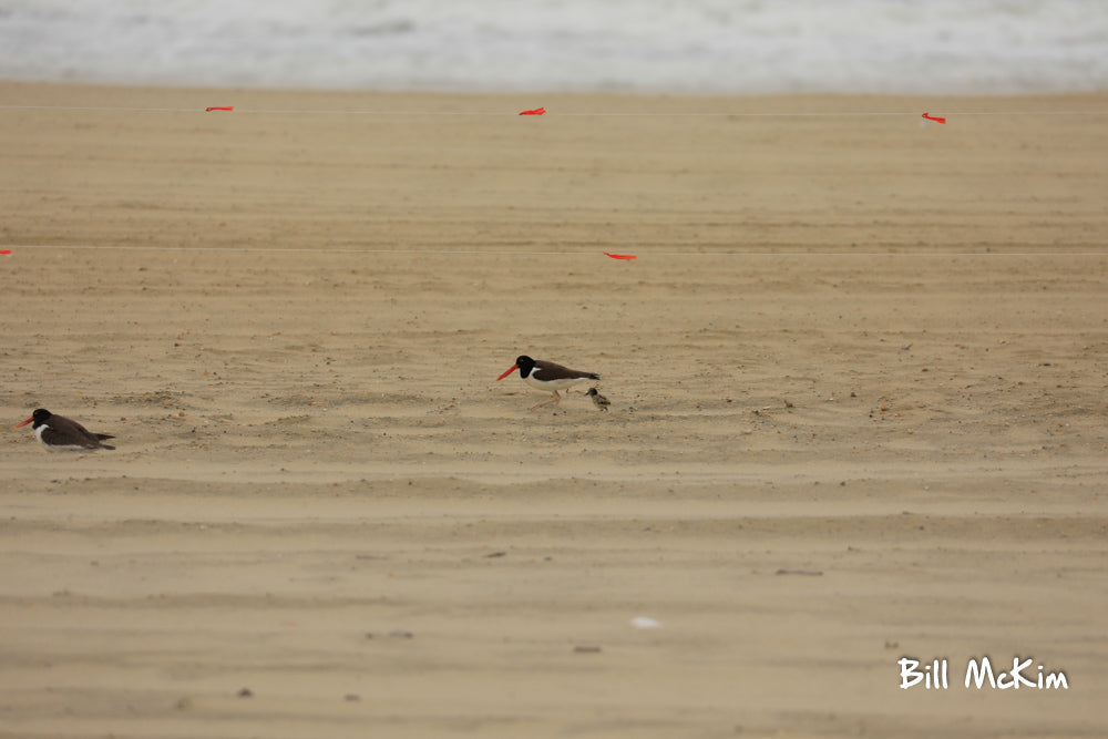 american oystercatcher clutch 