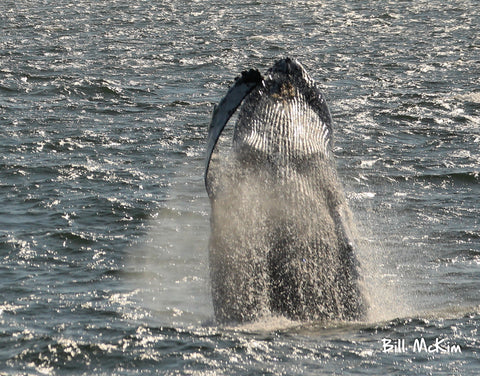 Jersey shore whale watching trip Asbury Park NJ  732.451.6003 Bill McKim