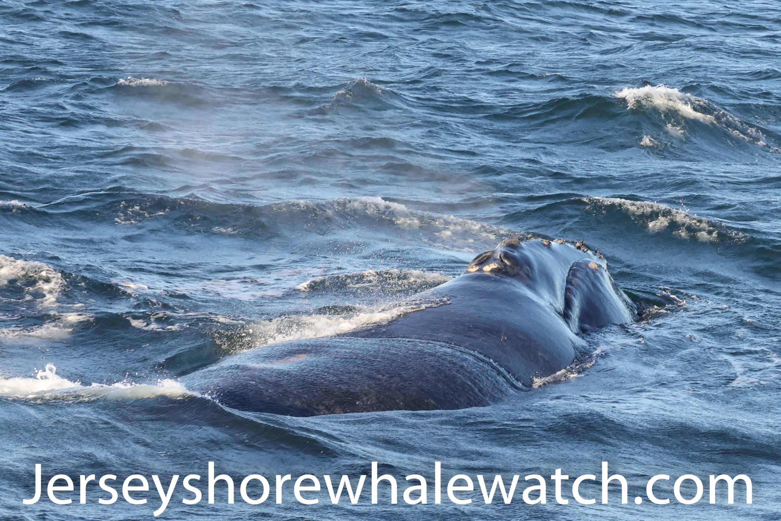 North Atlantic Right Whale New Jersey coast 2020 photos 