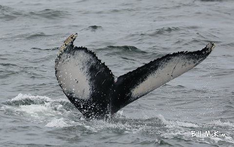 Jersey shore whale watching trip Spring Lake NJ  732.451.6003 Bill McKim