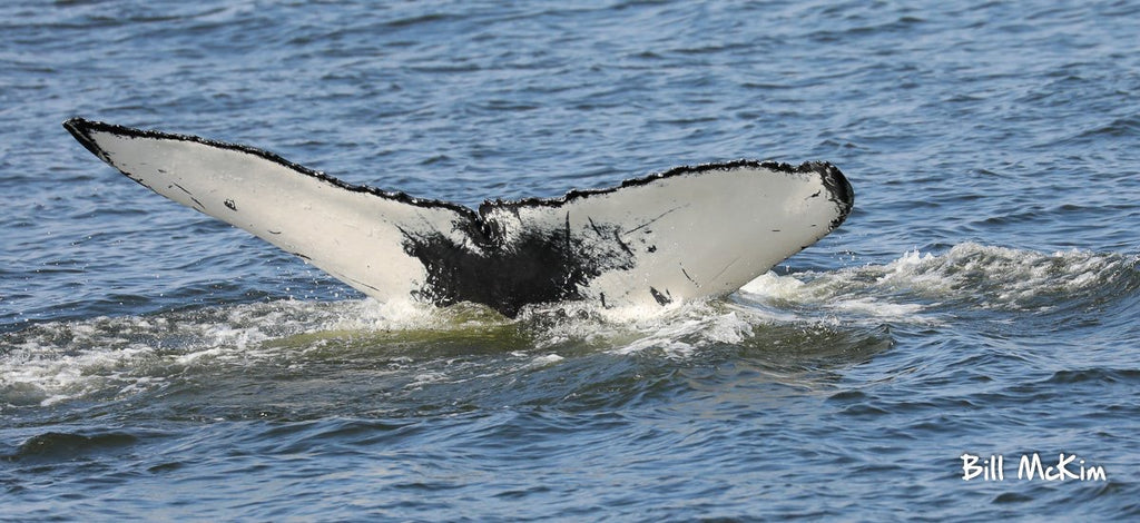 Jersey shore whale watching photos bill McKim 2019 