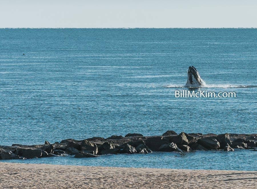 Whale breaching in Belmar New Jersey October 2016