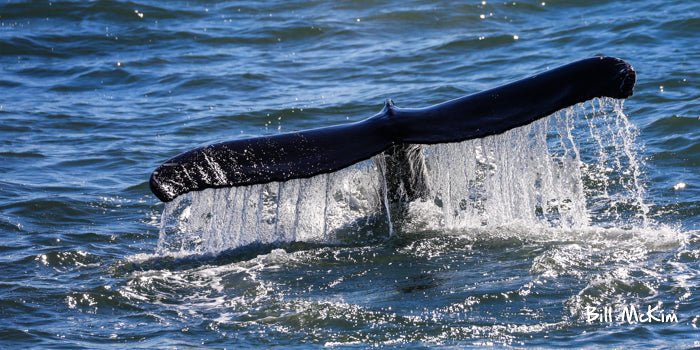 jersey shore whale watching tour tickets photos bill mckim