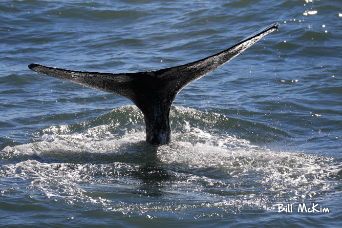 jersey shore whale watching tour tickets photos bill mckim