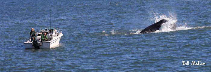 jersey shore whale watching tour tickets photos bill mckim