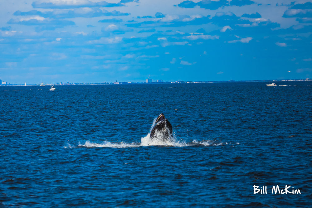 Jersey shore whale watching trip bill mckim 