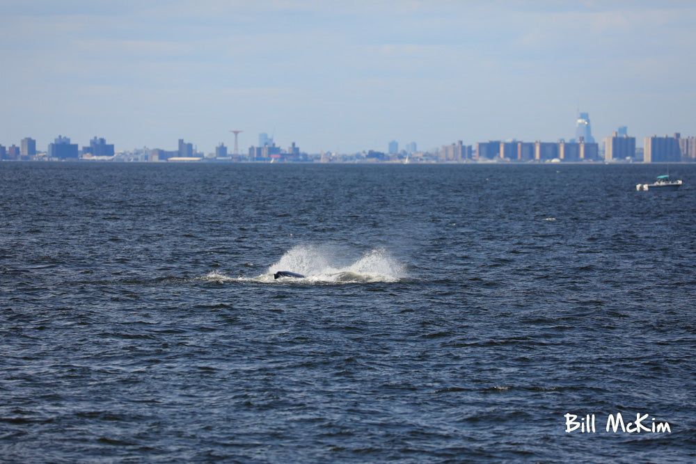 NYC as a backdrop whale watching 