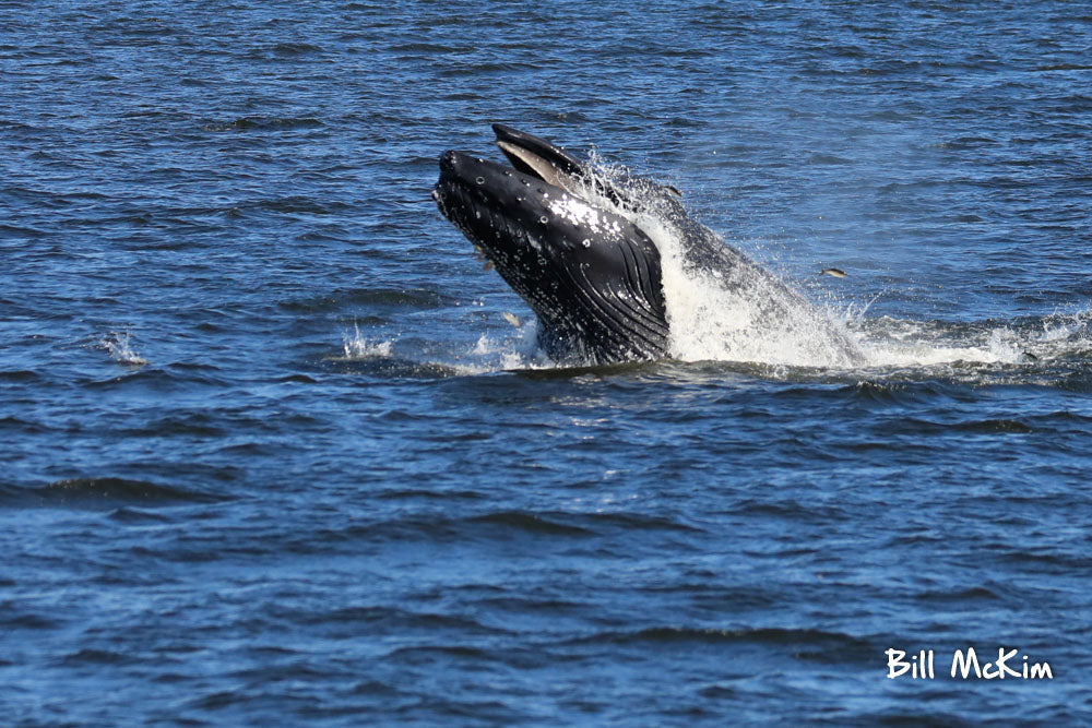 Jersey shore whale watching trip bill mckim 