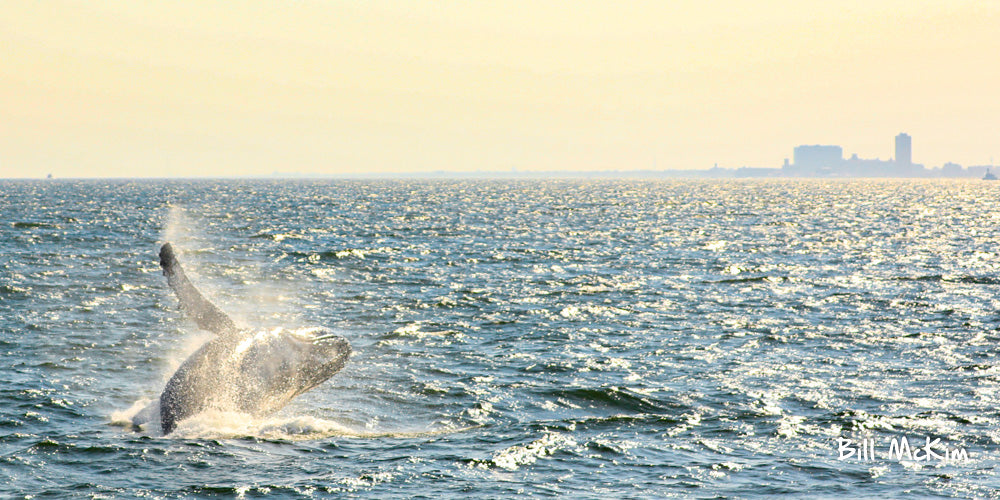 When is the best time to go whale watching in New Jersey? - Bill McKim