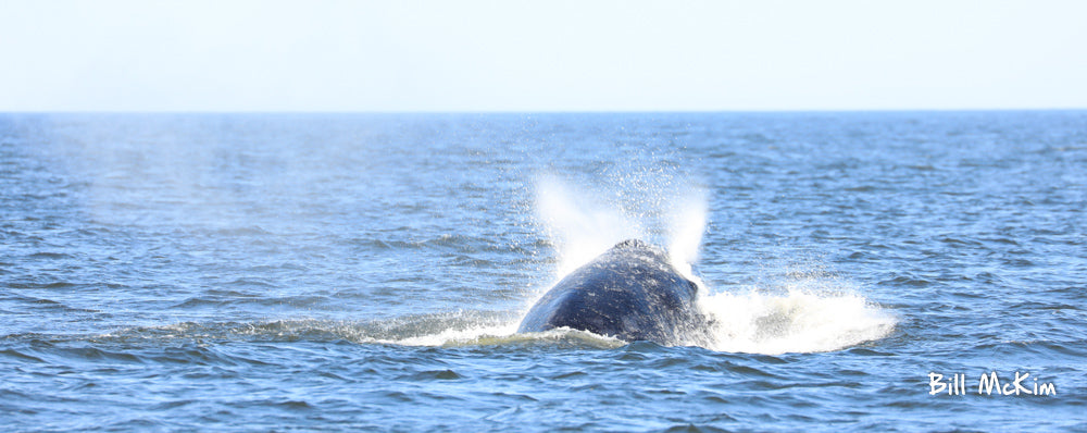 jersey shore whale watch tour tickets 2019 belmar nj 