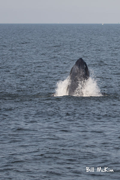 Jerey shore whale watch tour bill mckim belmar marina 