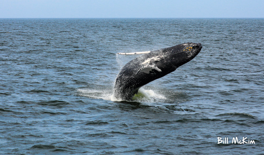 whale breaching jersey shore whale watch photo