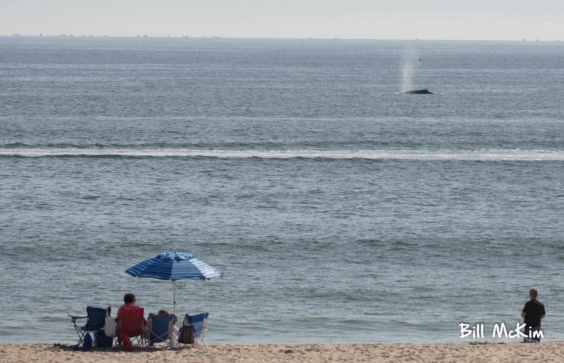 whale new jersey coast october 2017