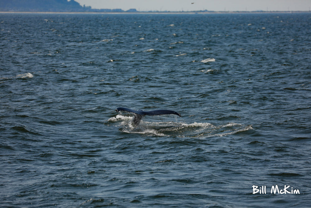 2019 photos whale watching new jersey