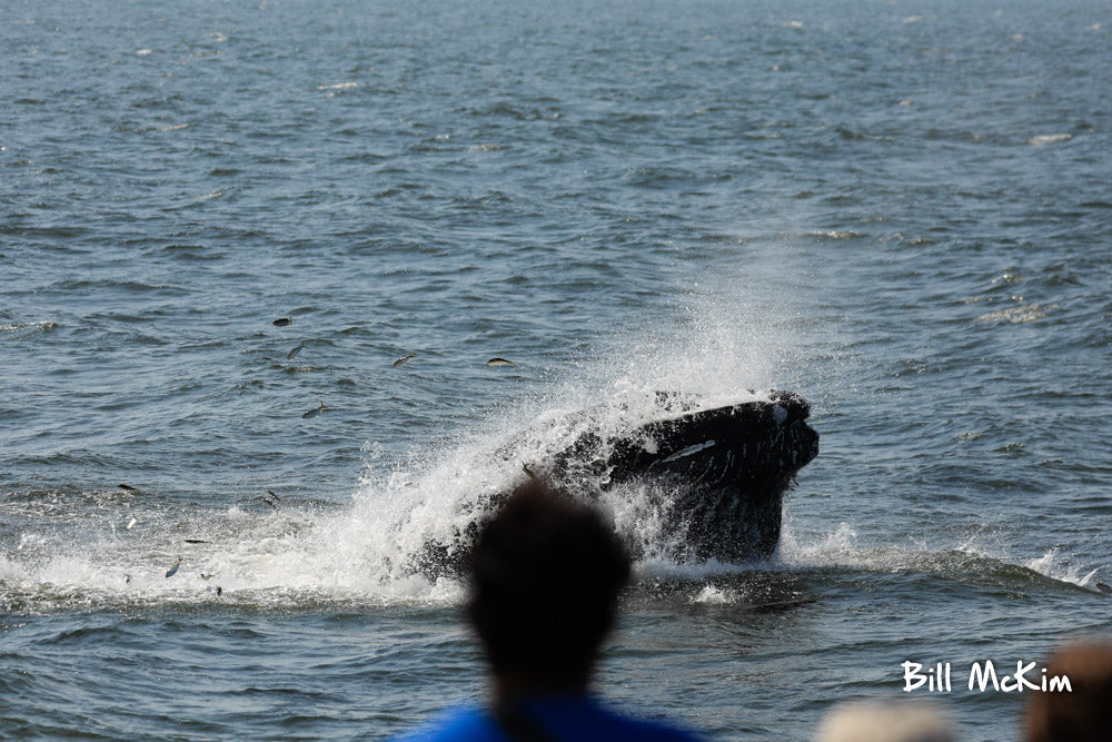 jersey shore whale watching trip