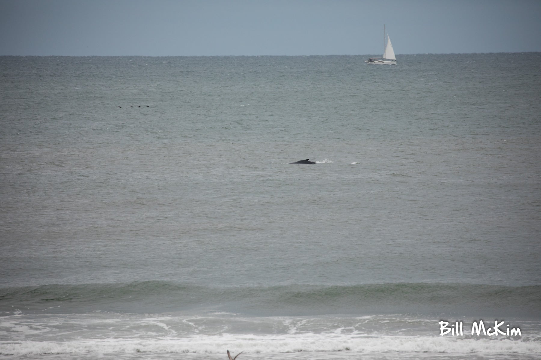 2 Humpback Whales off the coast of Belmar this morning. 