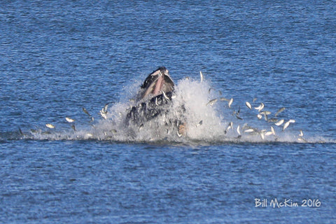 jersey shore whale spring lake NJ 2016 Dec 2nd photo