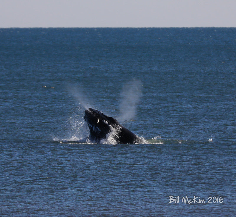 breaching whale jersey shore 2016